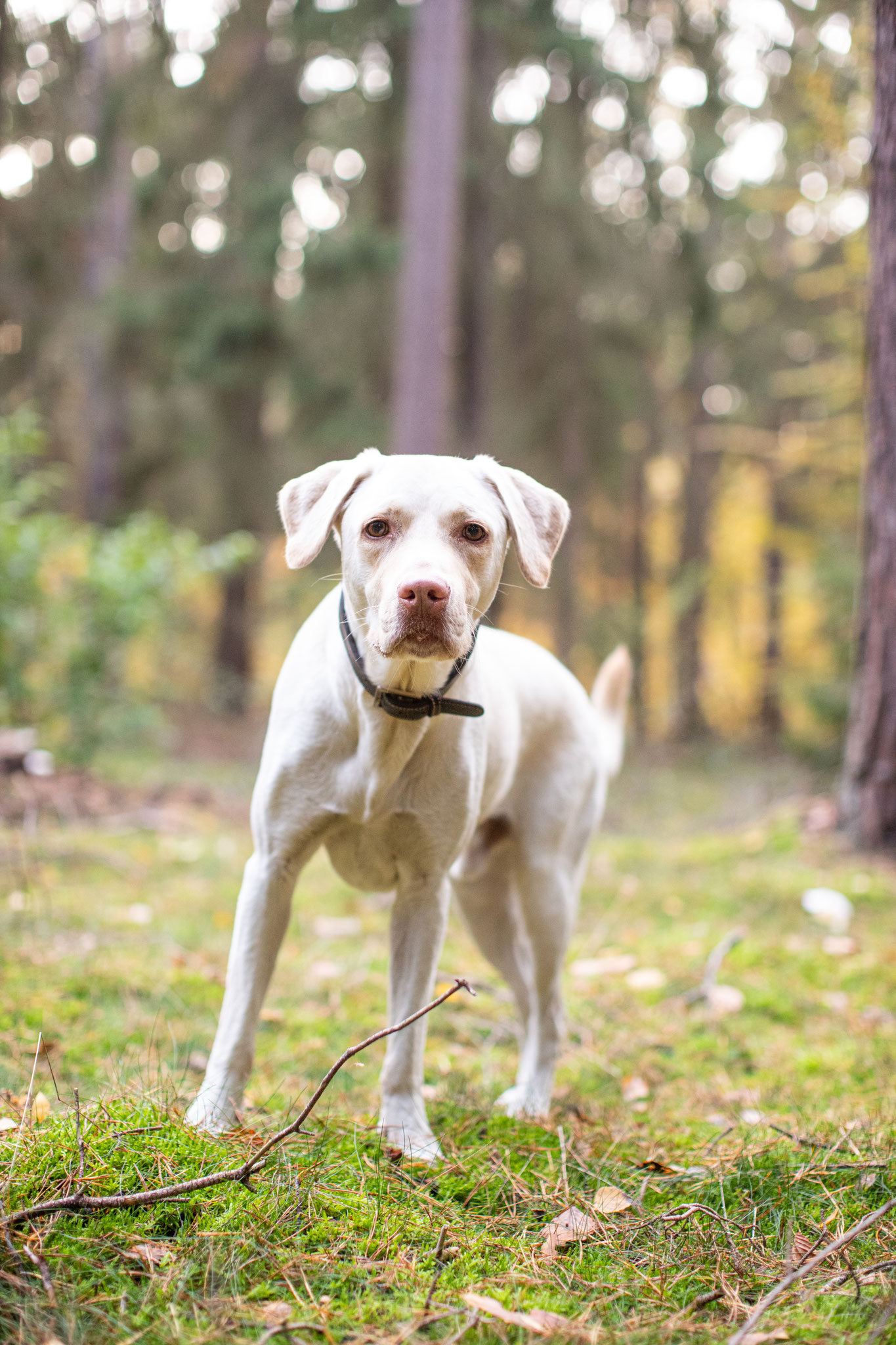 Lea Luminus Fotodesign · tiere