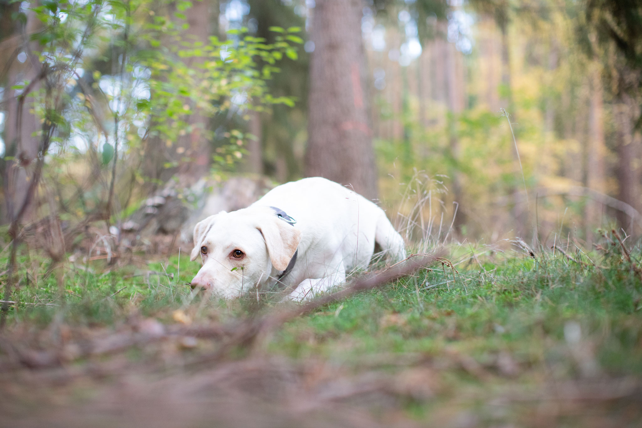 Tiere — Bild 04 · Lea Luminus Fotodesign