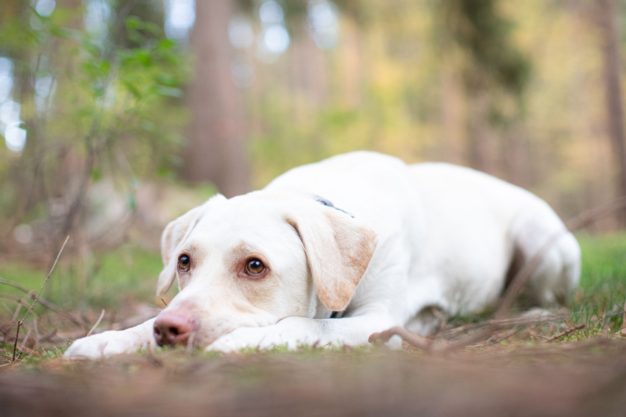 Tiere — Bild 06 · Lea Luminus Fotodesign